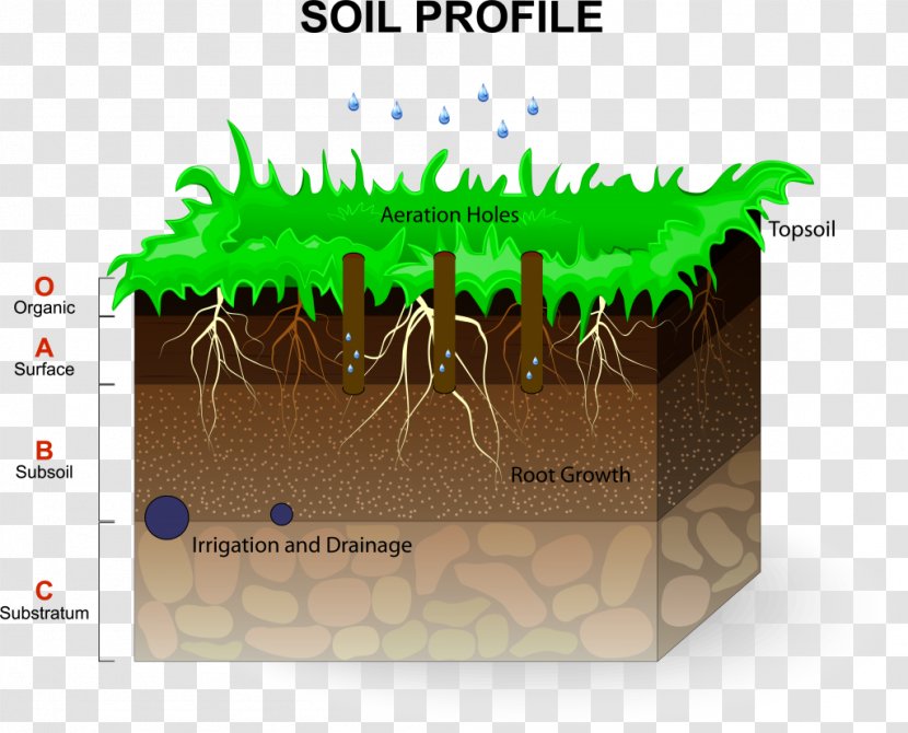 Soil Horizon Grasses Vector Graphics Stock Photography - Plants - Texture Transparent PNG