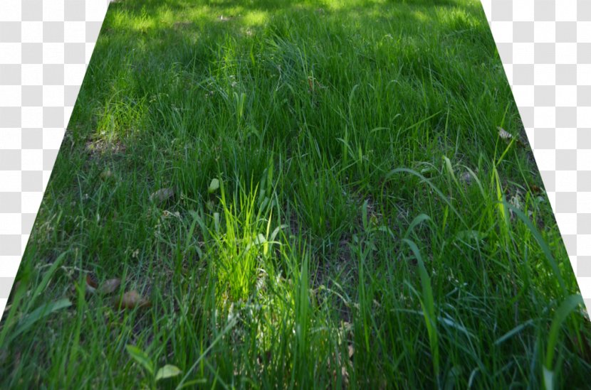 Lawn - Grass Transparent PNG