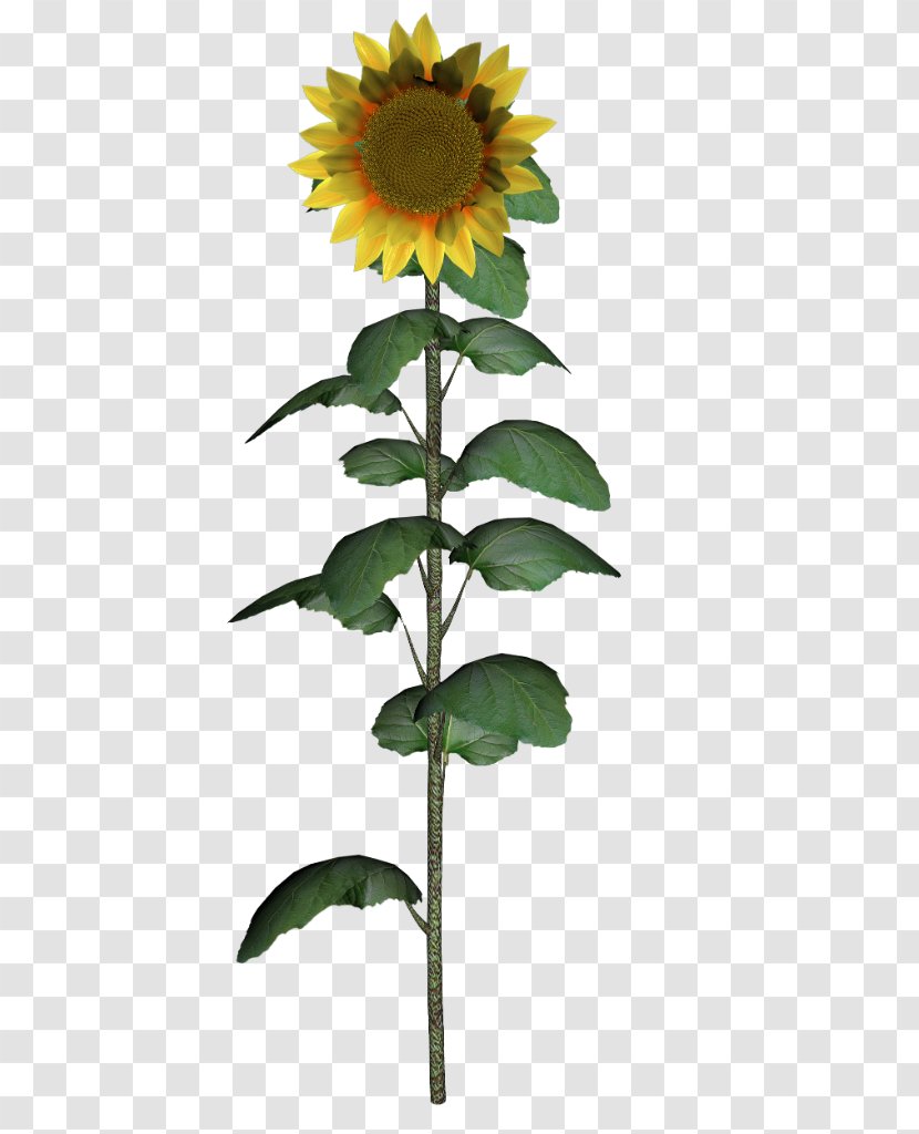 Common Sunflower Daisy Family Seed Plant - Herbaceous Transparent PNG