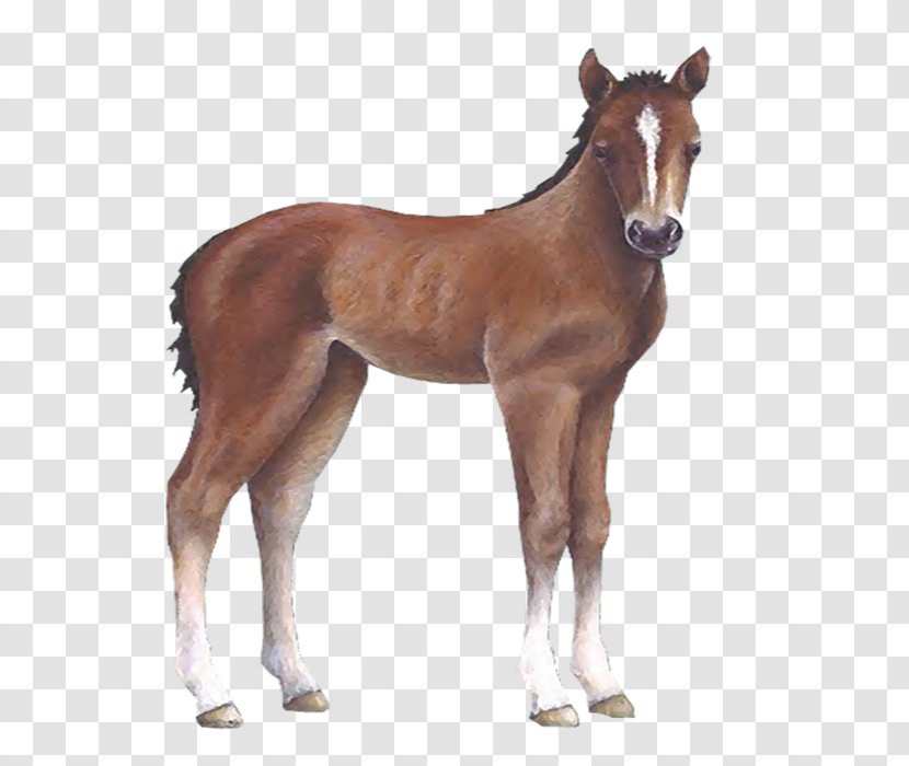 Horse Foal Colt Wall Decal Sticker - Mural - Caballo Transparent PNG