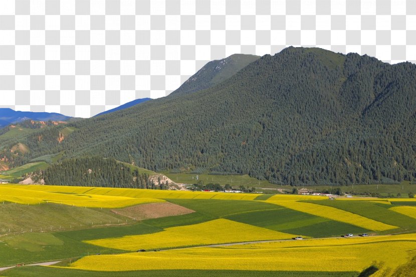 Mountain Photography Canola - Land Lot - Thatcher Scenery Transparent PNG