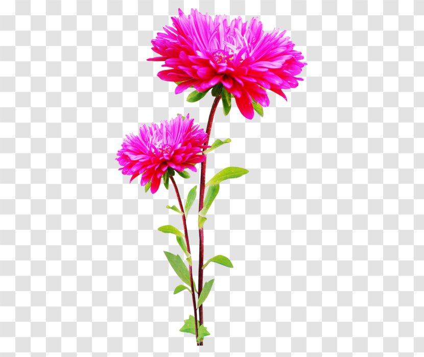 Flower Clip Art - Plant Transparent PNG