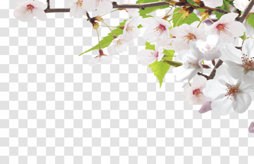 Google Images Search Engine Cherry Blossom - Spring - Simple Peach Dream Transparent PNG