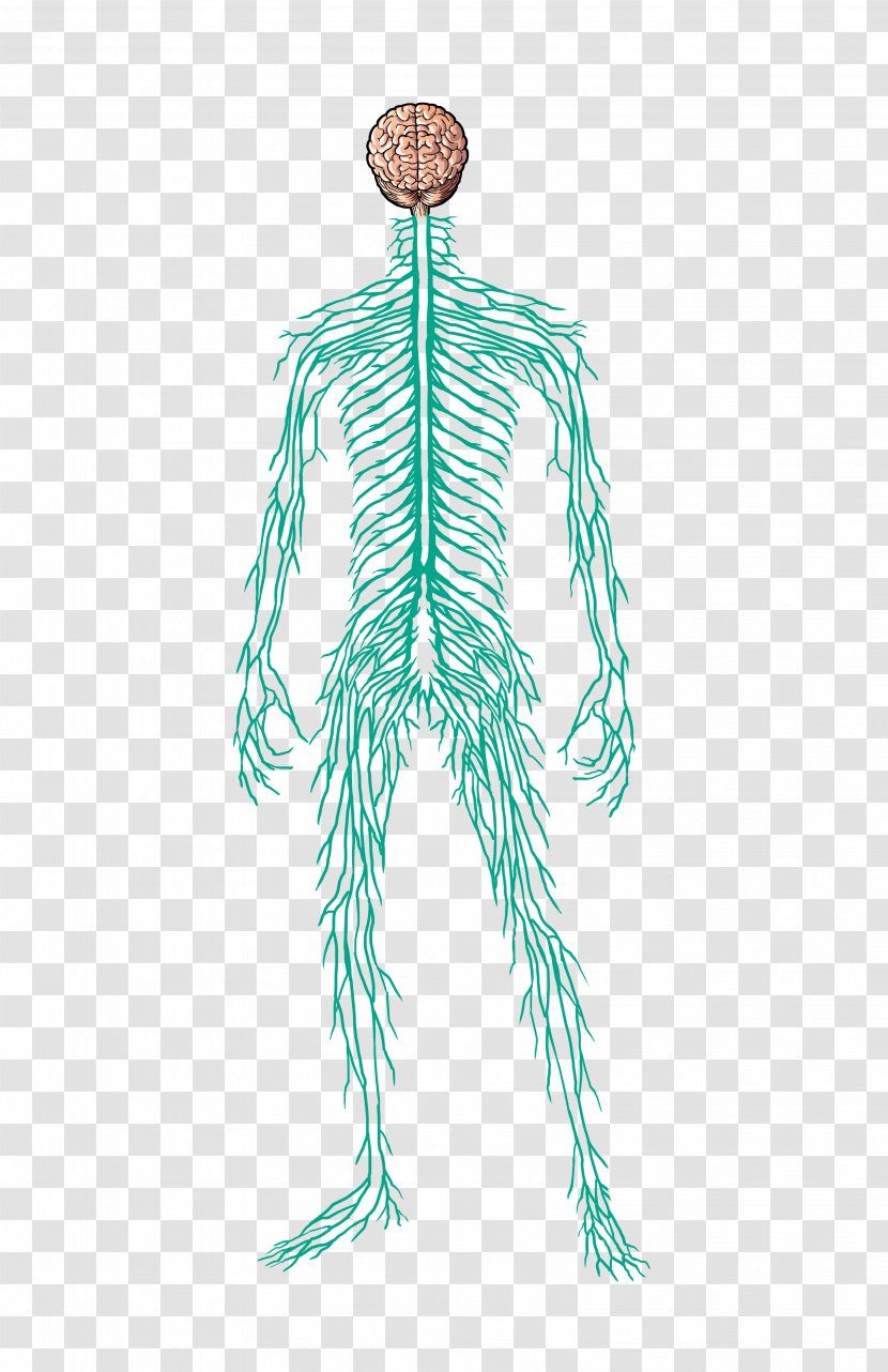 Nervous System Human Body Muscle Nerve Homo Sapiens - Frame Transparent PNG