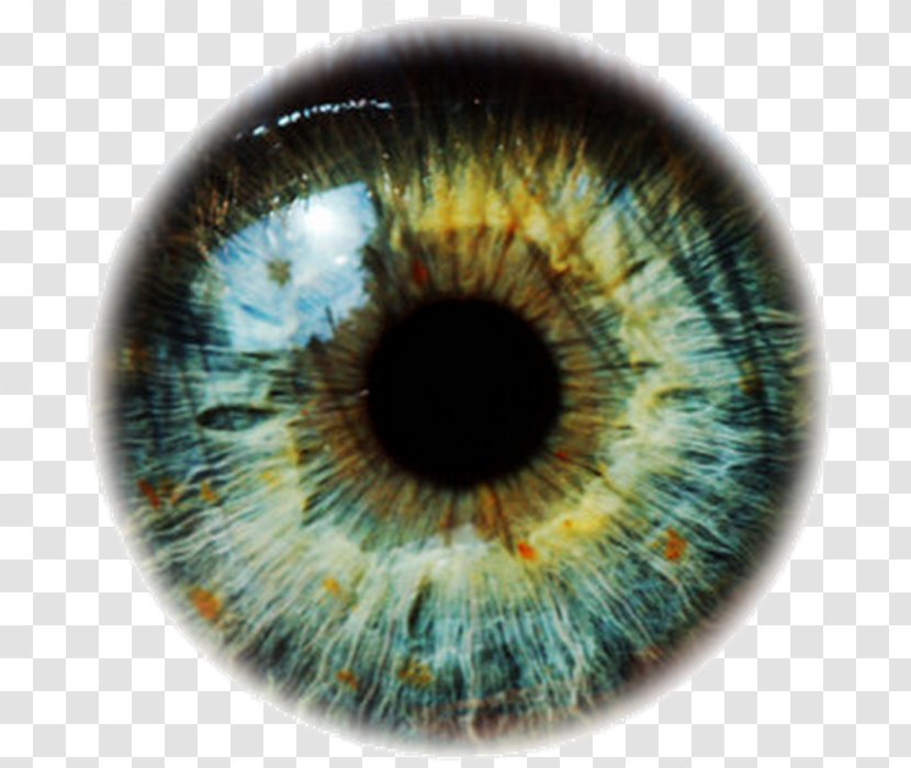 Human Eye Blepharitis Color - Tree Transparent PNG