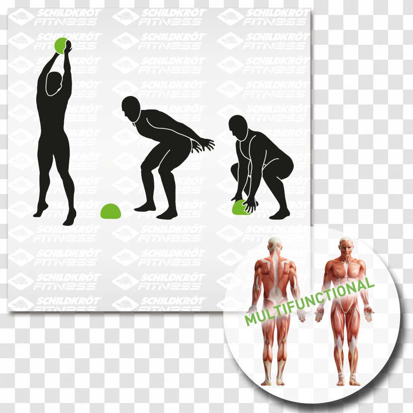 Anatomy Human Body Rectus Abdominis Muscle Abdomen - Shoe - Yoga Ball Transparent PNG