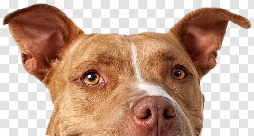 American Pit Bull Terrier Staffordshire Puppy - Service Dog Transparent PNG