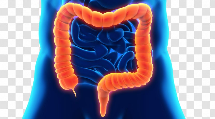 Large Intestine Colon Cleansing Gastrointestinal Tract Crohn's Disease Colorectal Cancer - Heart - Bowel Transparent PNG