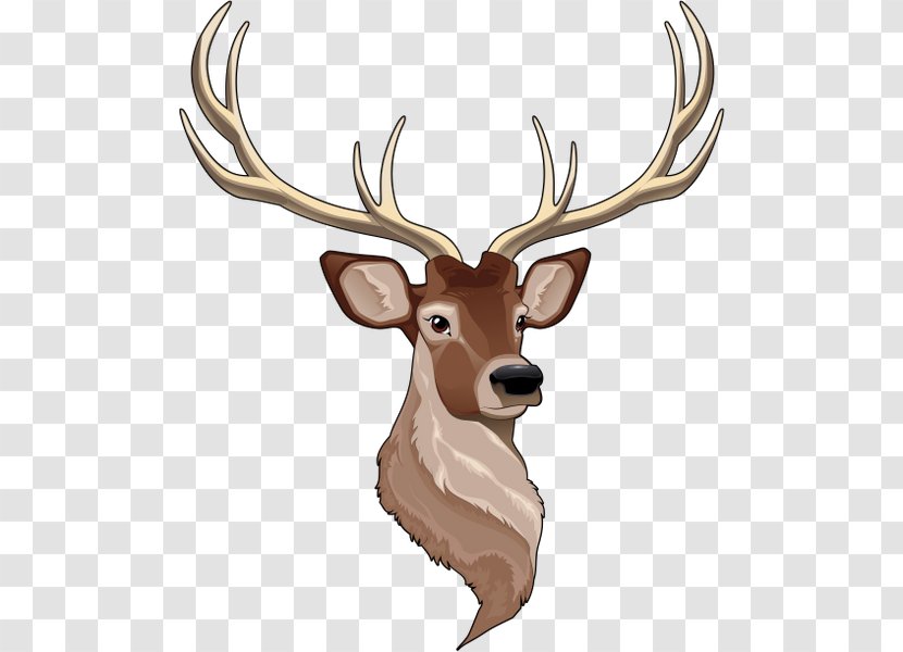 Reindeer White-tailed Deer - Terrestrial Animal Transparent PNG