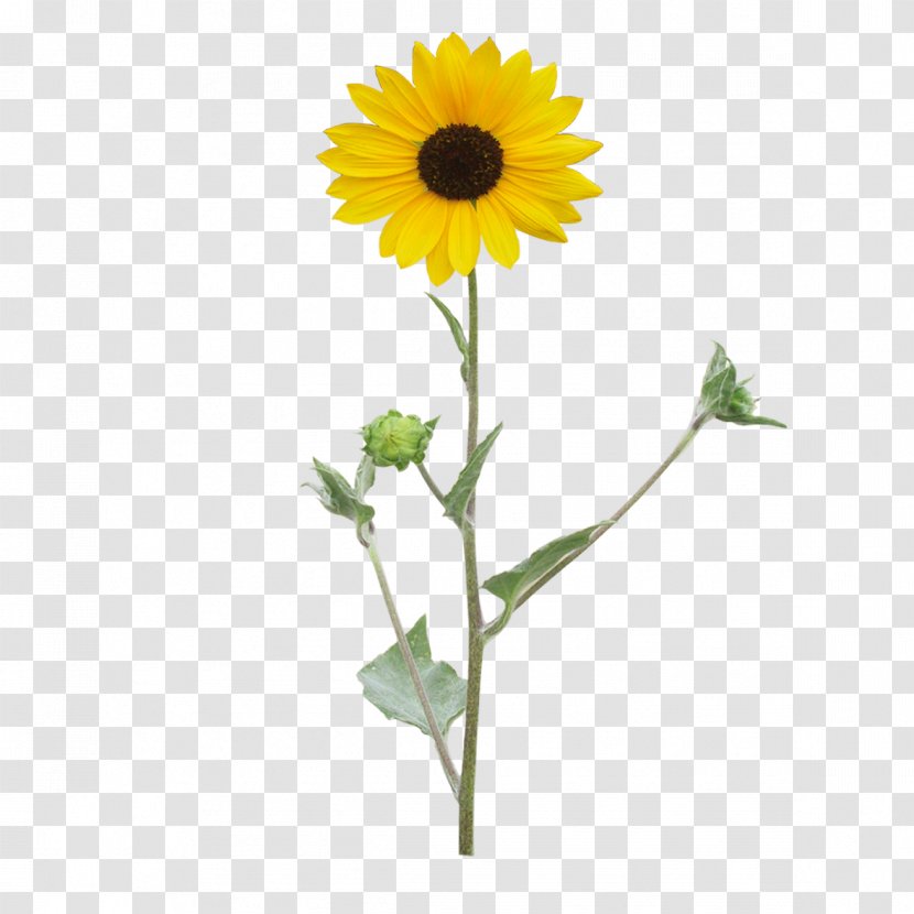 Free Free 236 Clipart Sunflower Stem SVG PNG EPS DXF File