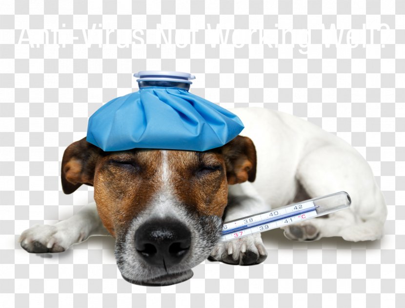 Jack Russell Terrier Pet Sitting Vetria Wellness & Surgery Center Puppy - Detection Dog Transparent PNG