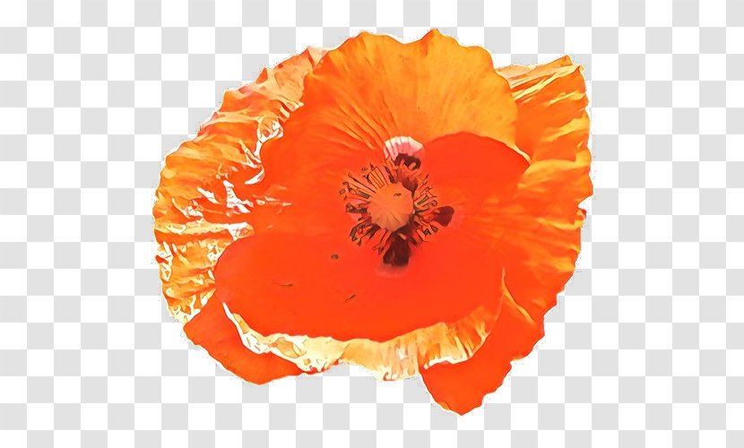 Orange - Hibiscus - Coquelicot Petal Transparent PNG