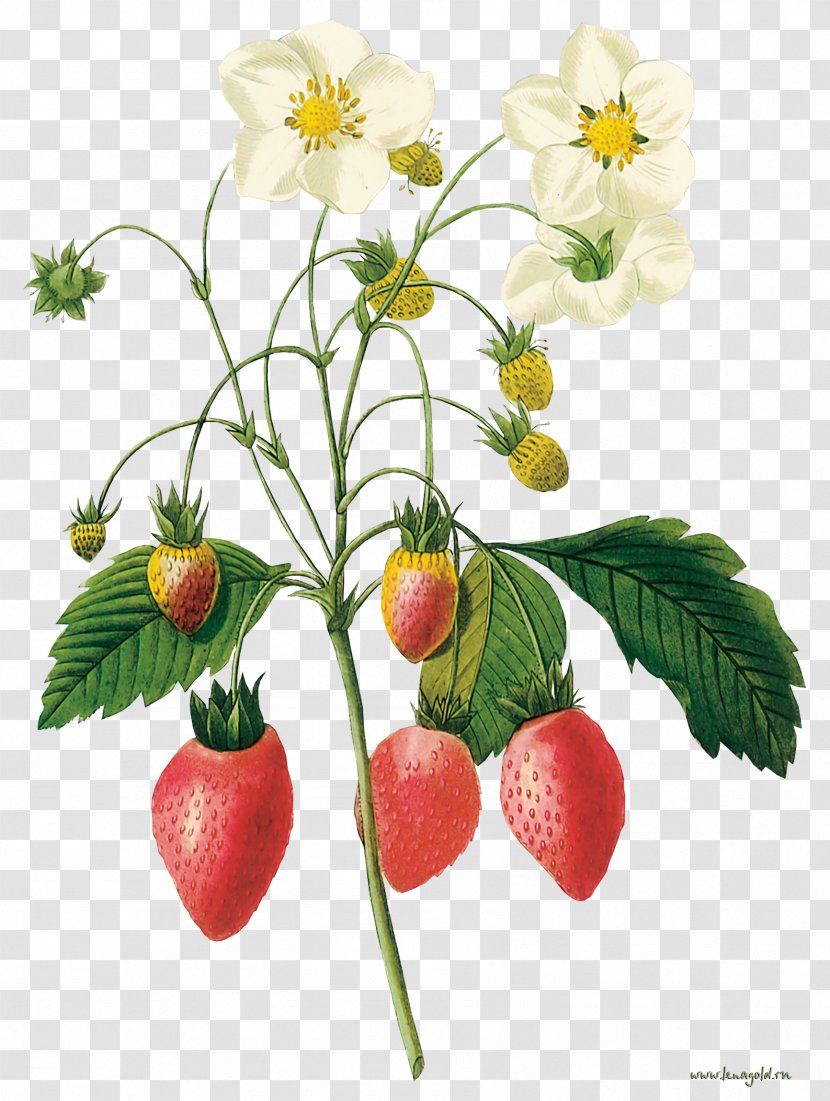 Botanical Illustration Botany Printmaking Illustrator - A Strawberry Transparent PNG