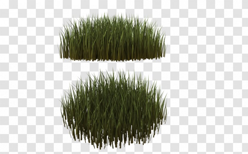 Lawn Ornamental Grass Needle Grasses Plant Transparent PNG