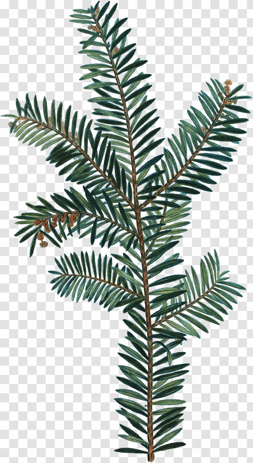 Spruce Botany Photography Drawing - Stock - Watercolor Greenery Transparent PNG