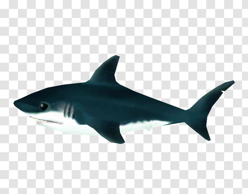 Tiger Shark Great White Squaliform Sharks Lamniformes Requiem - Marine Biology Transparent PNG