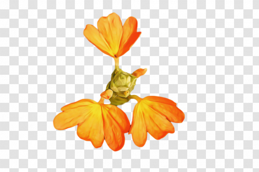 Flower Petal 0jc Plants Science Transparent PNG