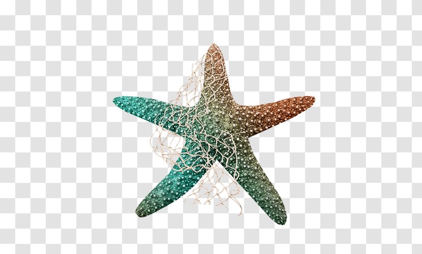 Starfish Sea Echinoderm Clip Art - Colored Transparent PNG