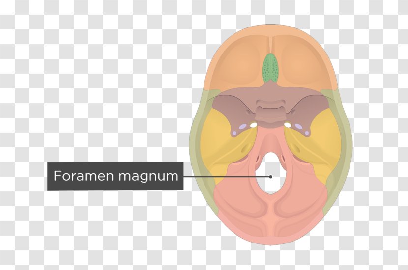 Hypoglossal Canal Foramen Magnum Occipital Bone Jugular - Skull Transparent PNG