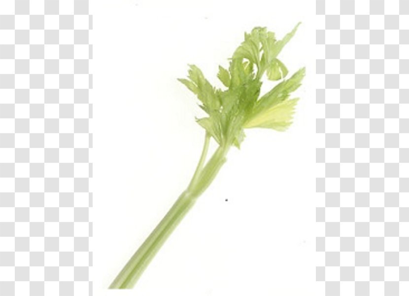 Celeriac Plant Stem Leaf Vegetable Clip Art - Royaltyfree - Celery Stick Cliparts Transparent PNG