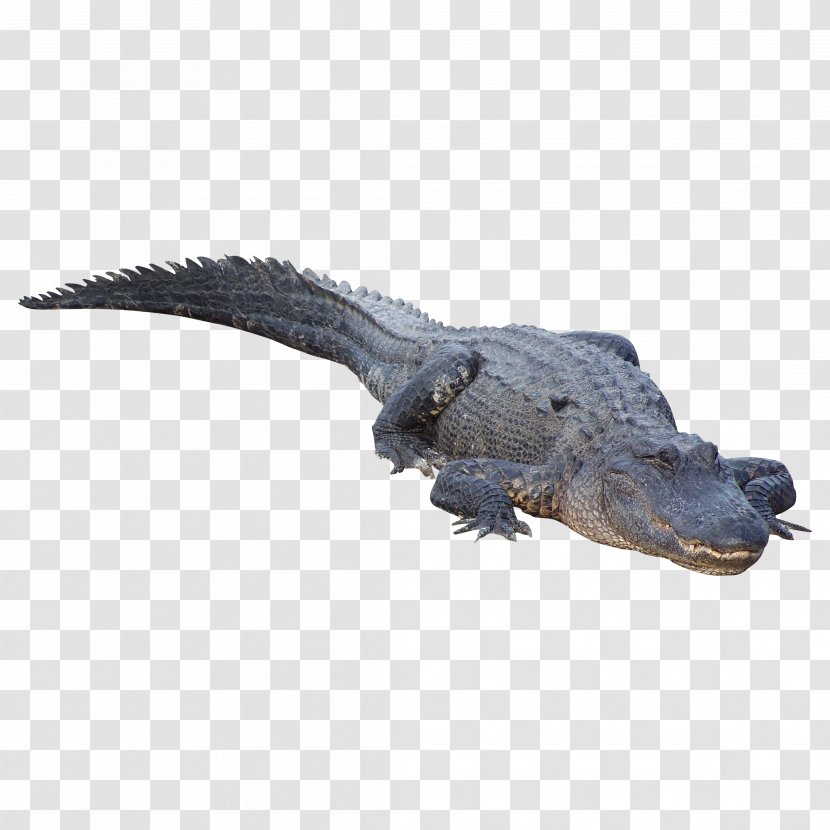 Crocodile Clip Alligator - Nile Transparent PNG