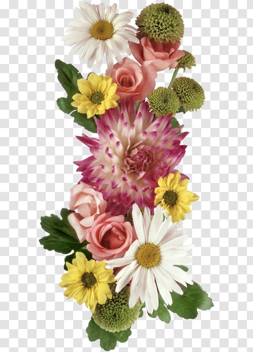 Transvaal Daisy Floral Design Cut Flowers Photography - Album - Flower Transparent PNG
