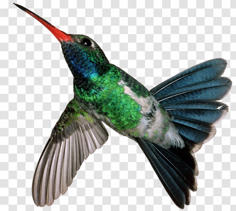 Hummingbird Mexican Violetear Motion JPEG - Bird - Humming Transparent PNG