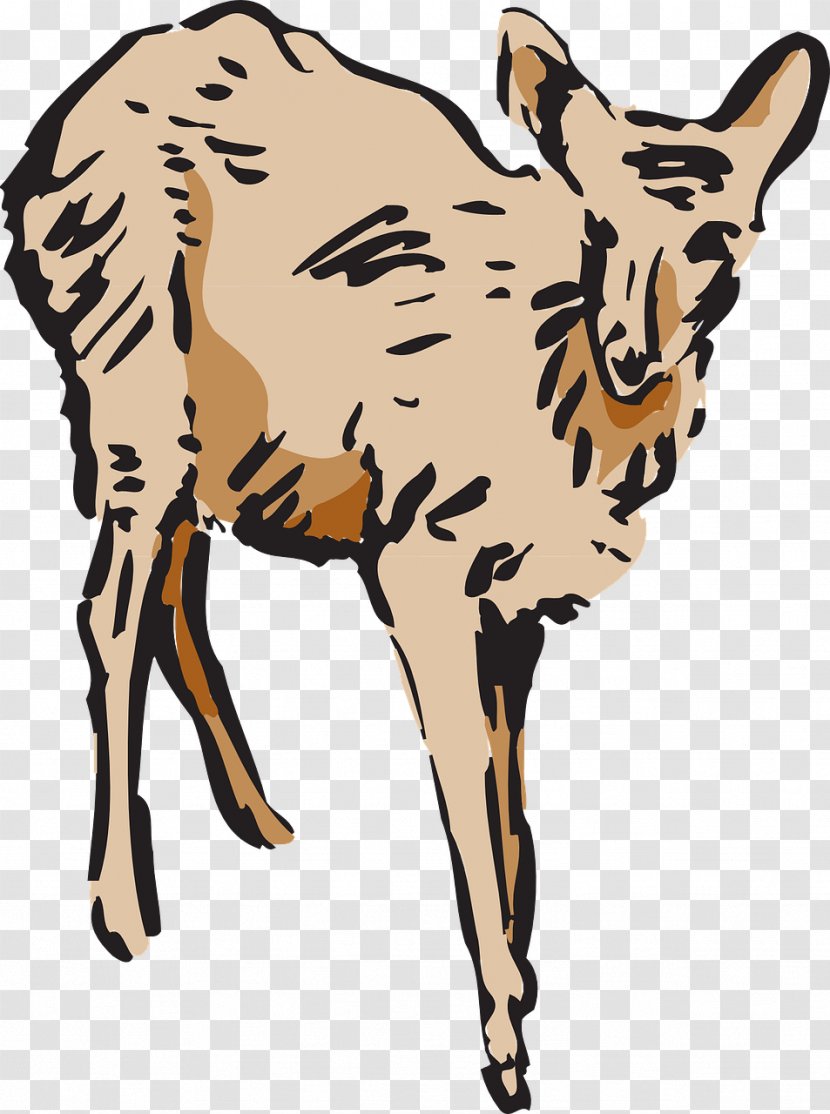 Deer Mammal Elk Clip Art - Fauna Transparent PNG