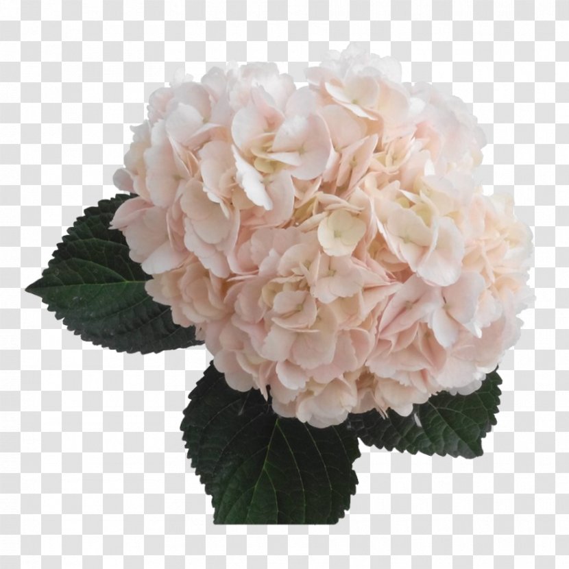 Light French Hydrangea Cut Flowers Pink - Flower Transparent PNG