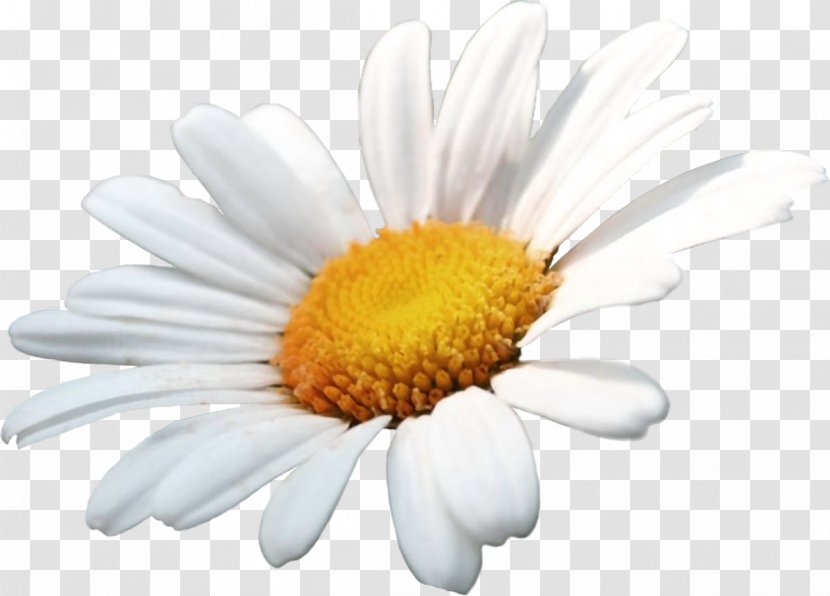 German Chamomile Flower Oxeye Daisy Family - Creativity - Camomile Transparent PNG