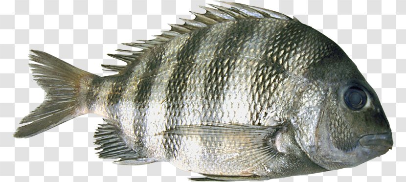 Tilapia Barramundi Perch Oily Fish - Like Transparent PNG