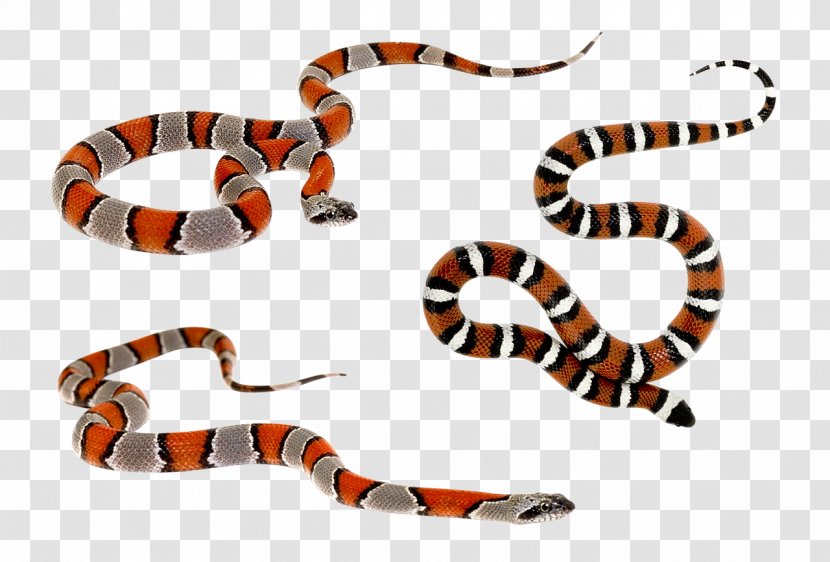 Milk Snake Reptile Teraristika - Kingsnakes - Color Pattern Of Snakes Transparent PNG