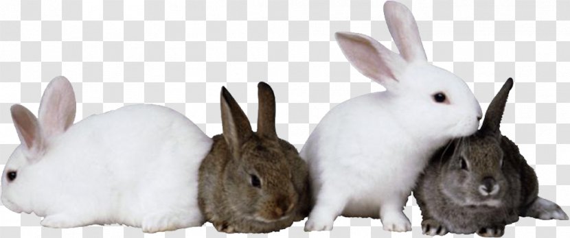 Easter Bunny Hare Ferret Pet Farm - Animal - Cute Rabbit Transparent PNG