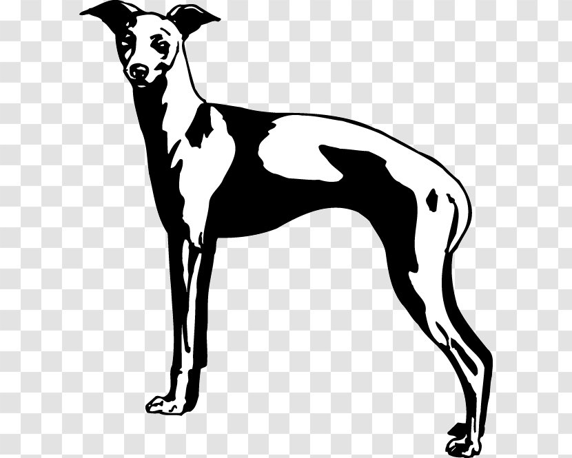 Italian Greyhound Spanish Whippet Sloughi - Monochrome Photography Transparent PNG