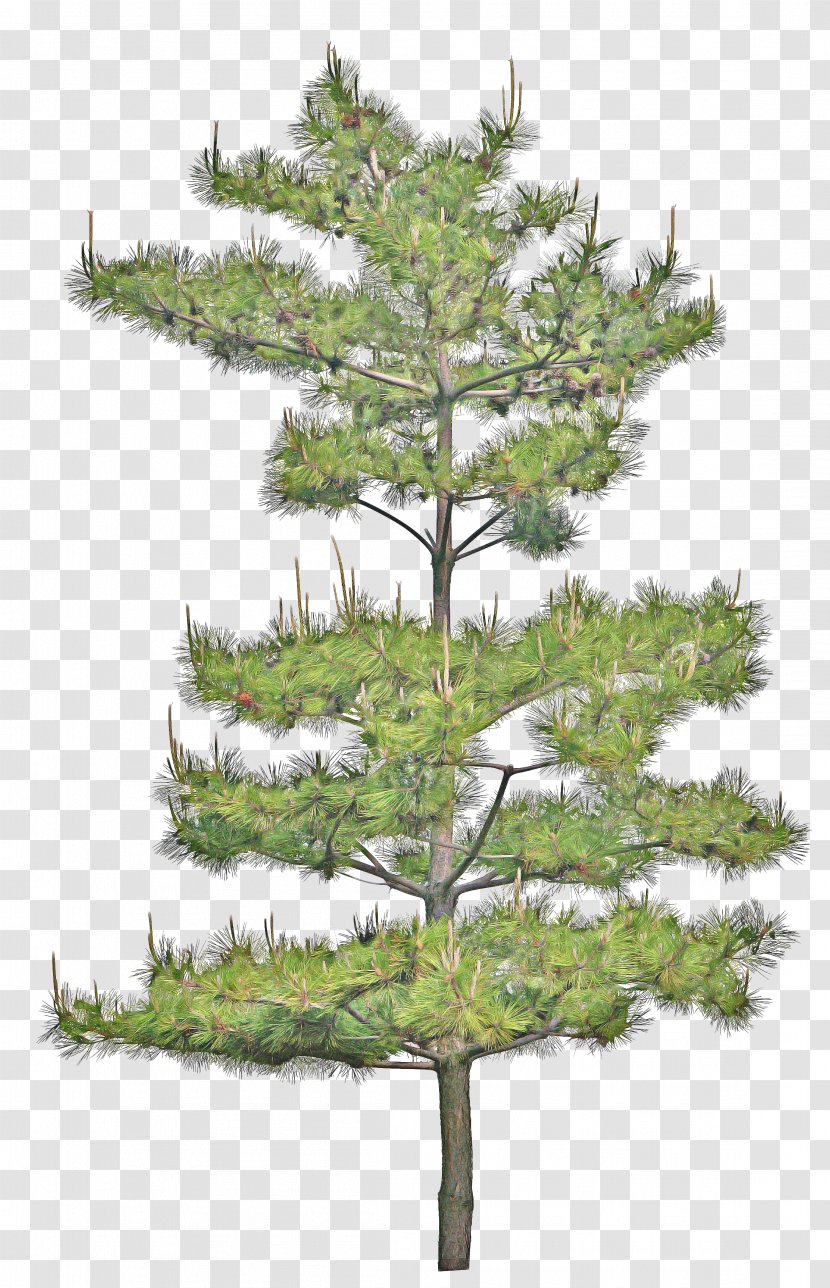 Family Tree Background - Larch - Sitka Spruce Plant Stem Transparent PNG