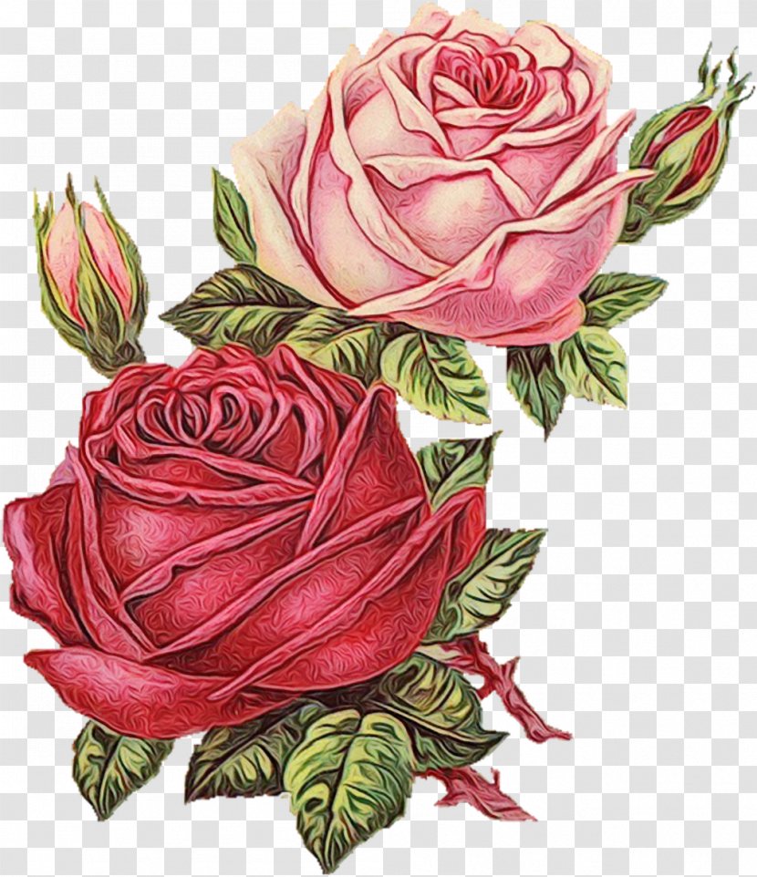 Flower For Invitation Card - Wedding - Plant Stem Camellia Transparent PNG