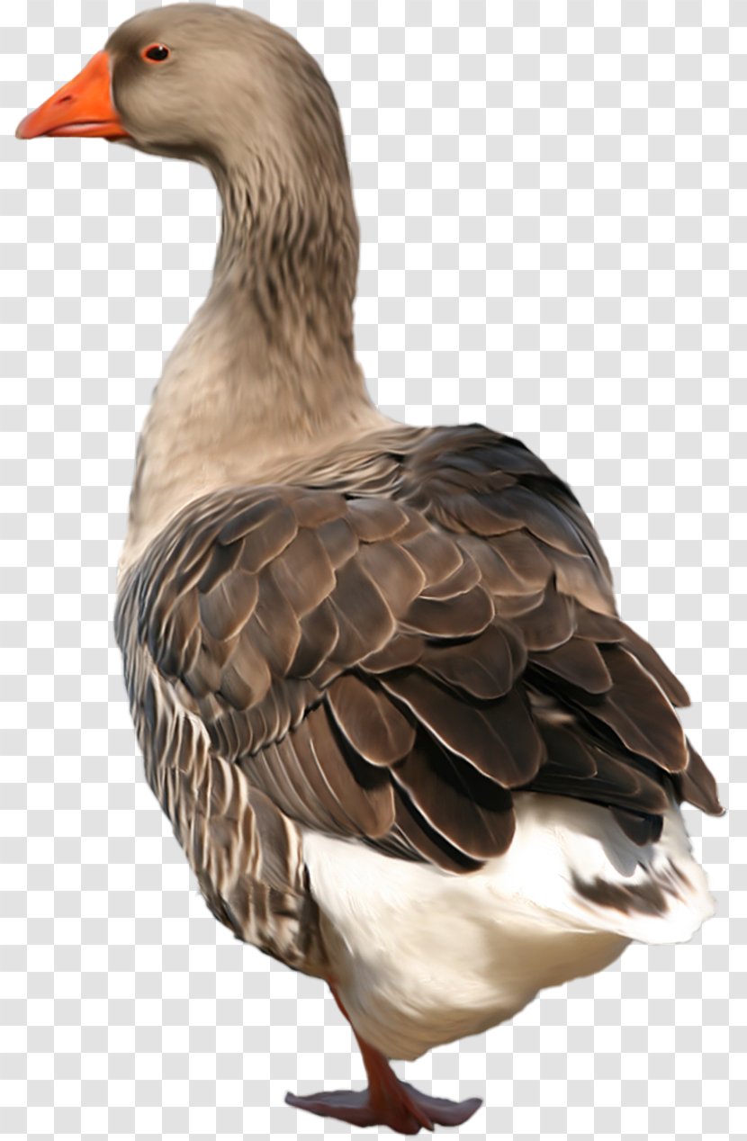 Duck Goose Bird Grey Geese - Ganso Transparent PNG
