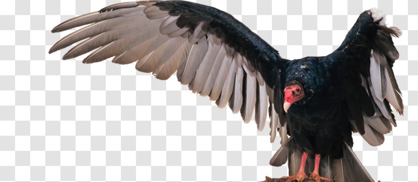 Turkey Vulture Bird Eagle - Black Transparent PNG