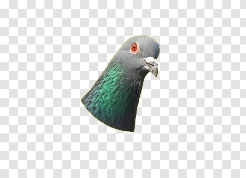 Domestic Pigeon Typical Pigeons Columbidae Bird - Dove Transparent PNG