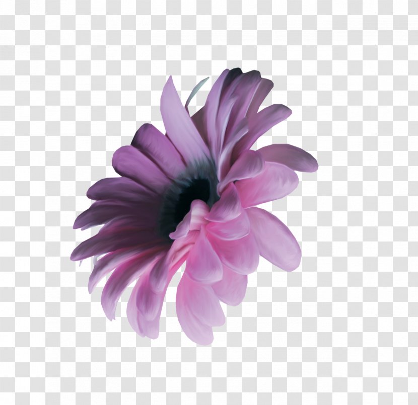 Chrysanthemum Transvaal Daisy Petal Pink M Herbaceous Plant - Purple Orchid Transparent PNG