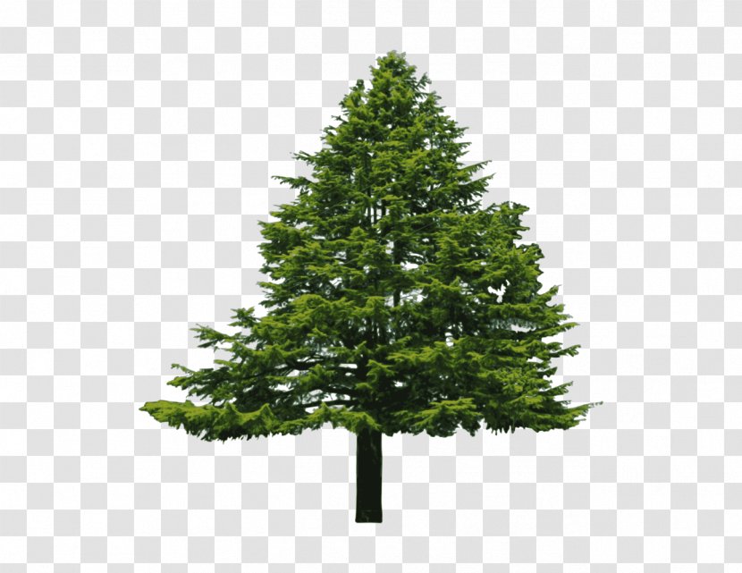 Douglas Fir Conifers Evergreen Tree - Pine Family - Bush Transparent PNG