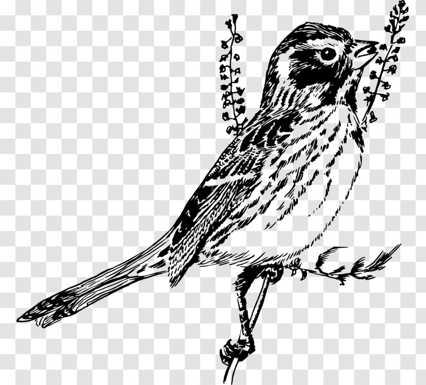 Sparrow Clip Art Drawing Finches - Bird - Finch Transparent PNG