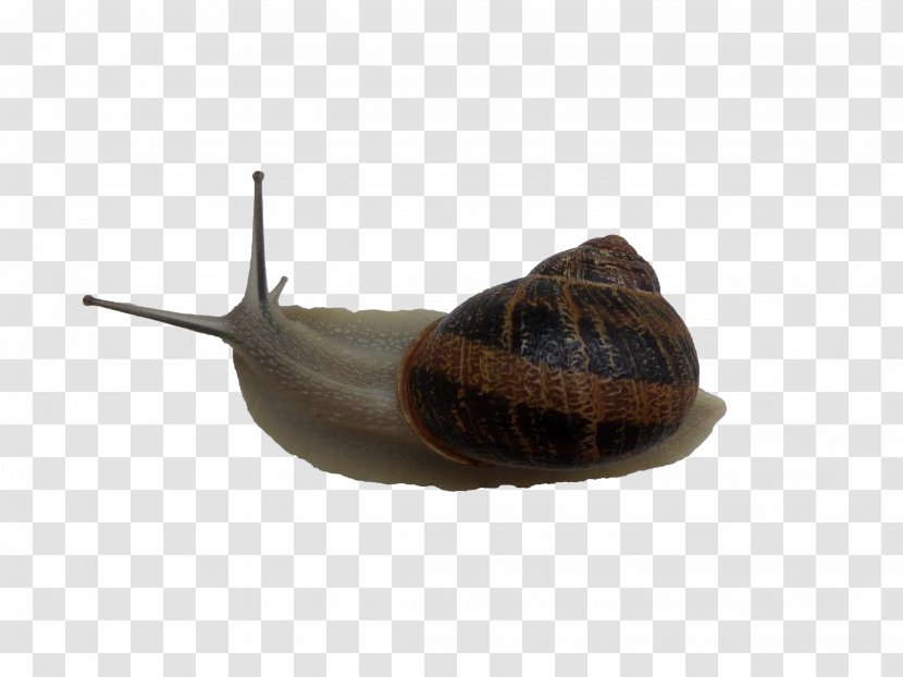 Gastropods Snail Slug Lymnaeidae Stock - Altair Engineering - Snails Transparent PNG