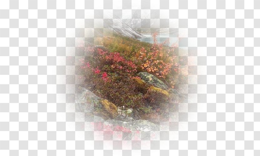 Background Sky - Landscape Wildflower Transparent PNG