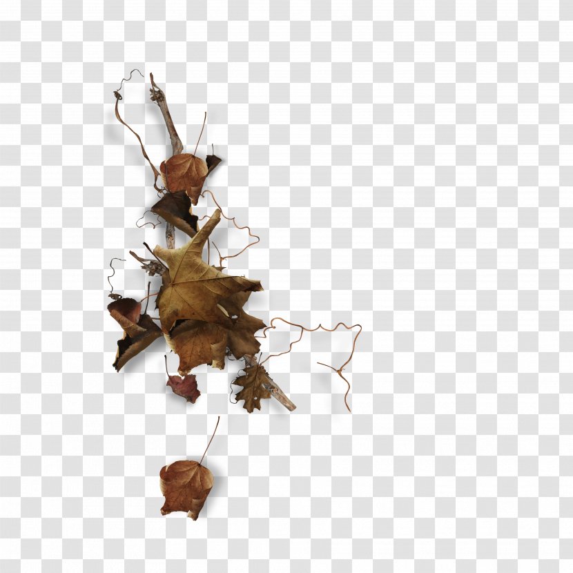 Twig Leaf Image Branch - Organism Transparent PNG