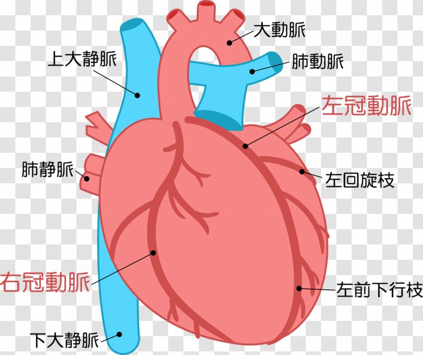 Heart Acute Myocardial Infarction Cardiology Disease - Watercolor Transparent PNG