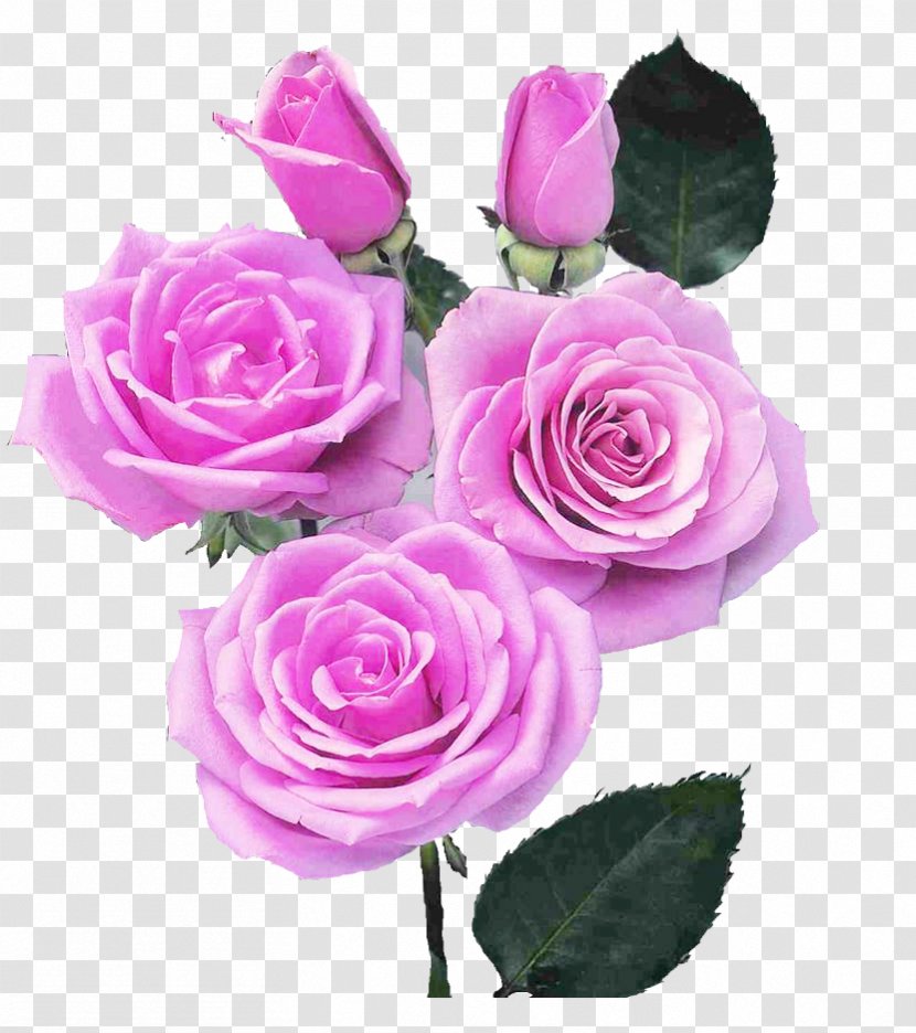 Garden Roses Flower Image - Hybrid Tea Rose Transparent PNG