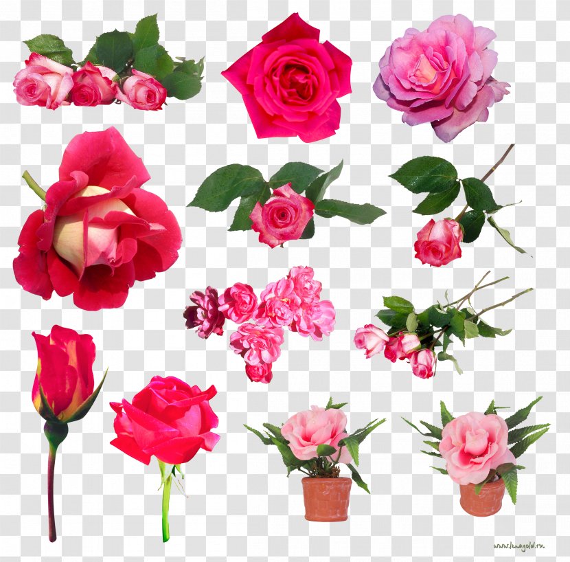Still Life: Pink Roses Beach Rose Centifolia Flower Garden - Life Transparent PNG