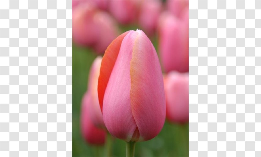 Tulip Flower Petal Bud Plant Stem - Peruvian Lily Transparent PNG