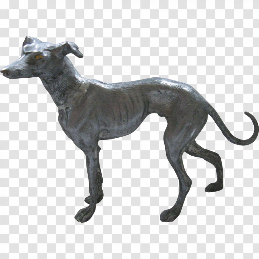 Spanish Greyhound Italian Whippet Sloughi - American Staghound - Dog Breed Transparent PNG